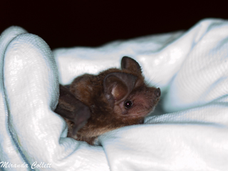 Patagonian Dwarf Bonneted Bat